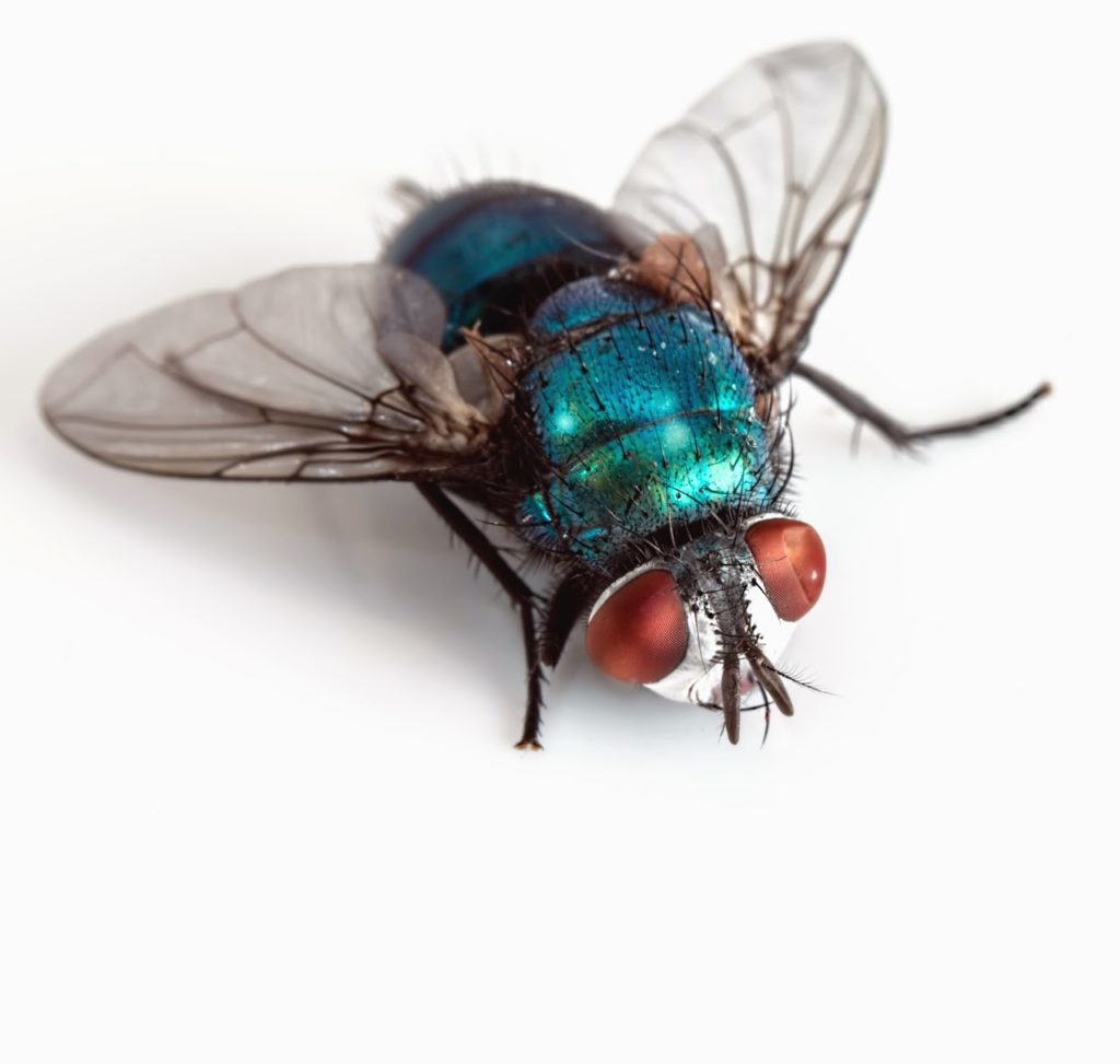 Mouches & insectes Volants