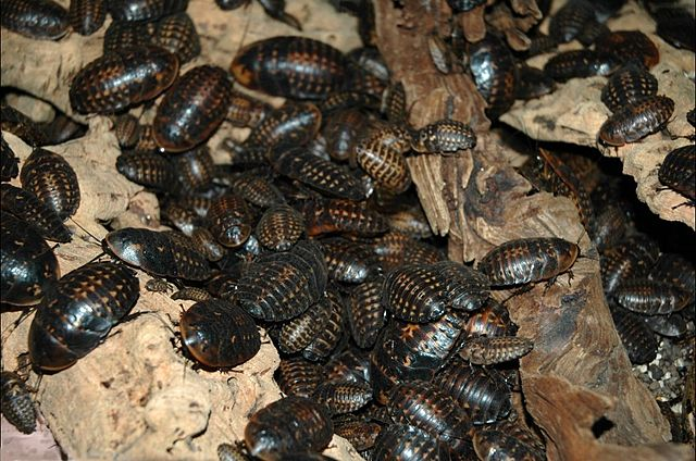 Cafards & insectes Rampants