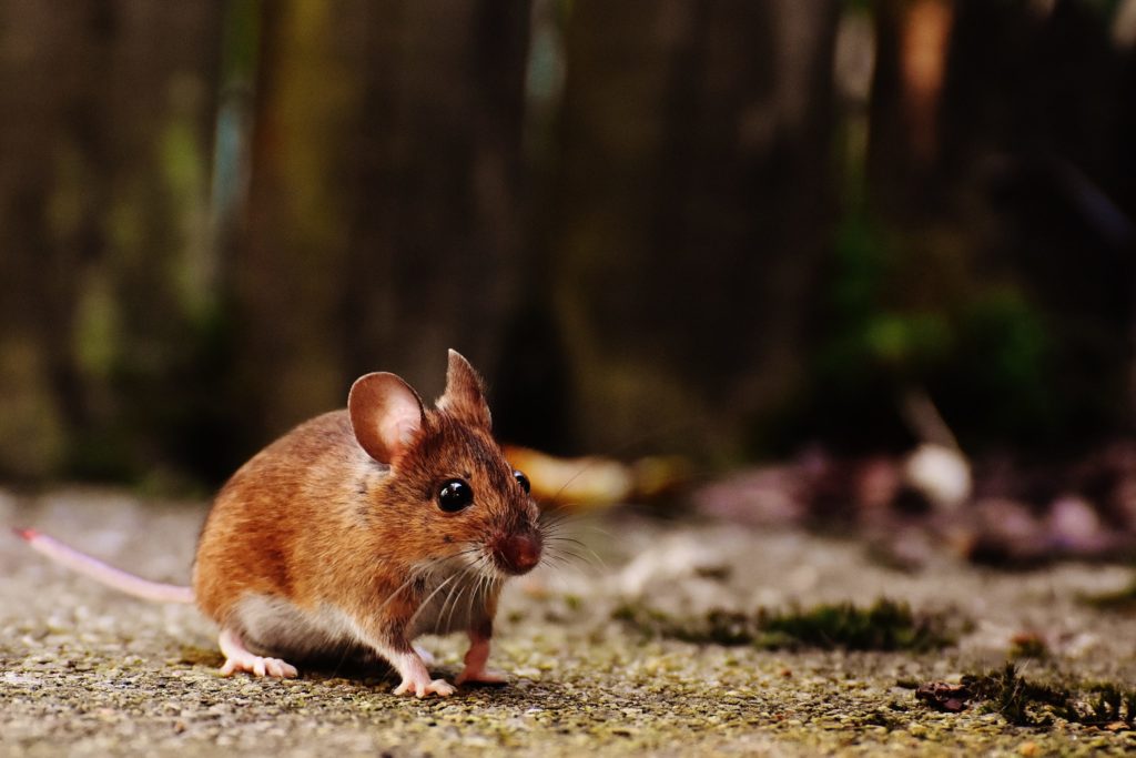Rat & Souris
